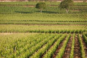 Kyriad Prestige Beaune le Panorama - photo 15